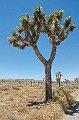 Joshua Tree NP